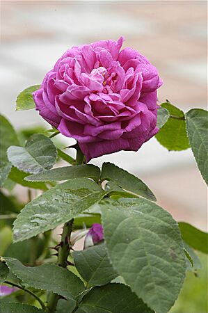 Rose de Rescht